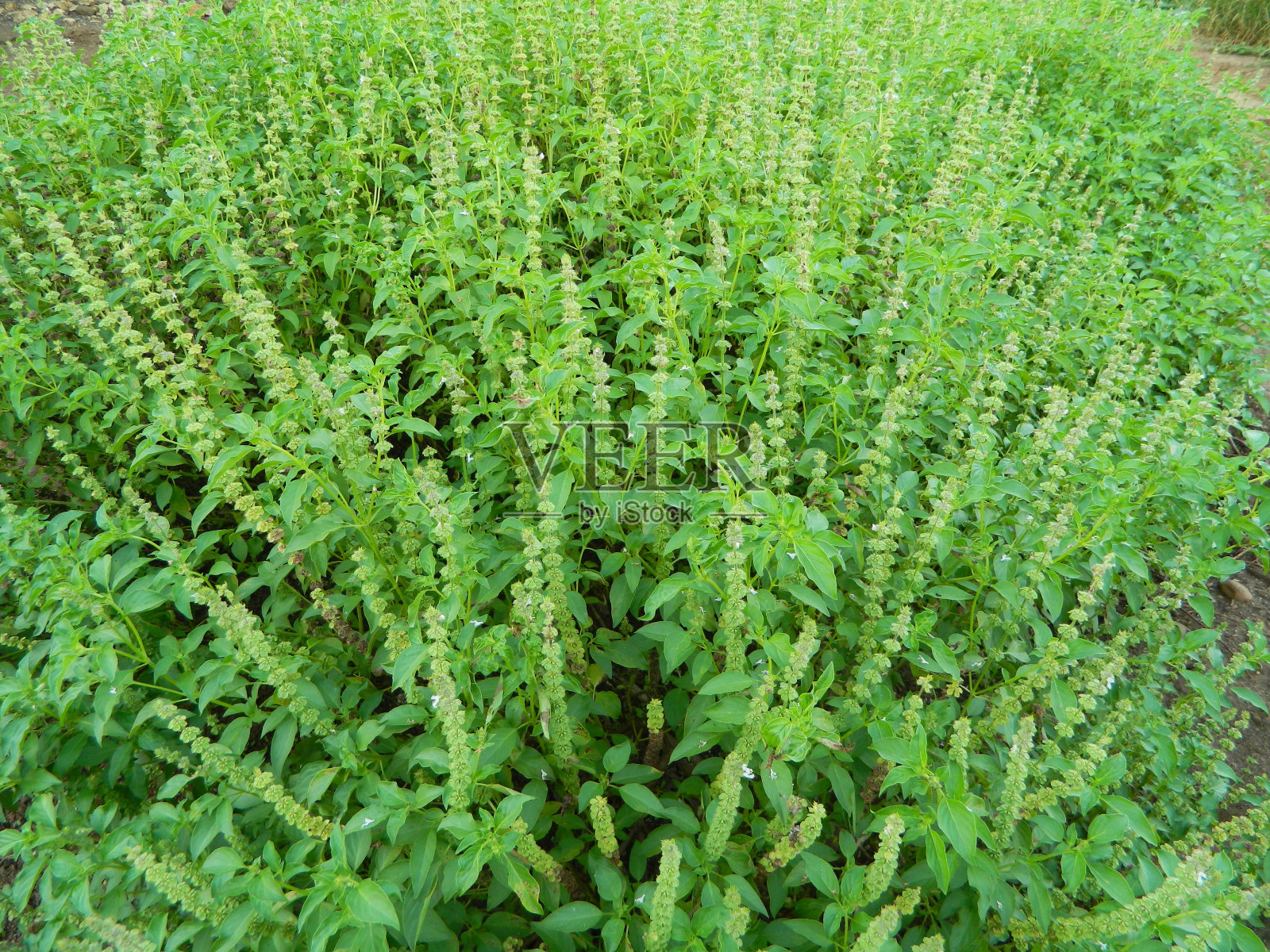 生长在热带地区的植物的天然绿色背景。照片摄影图片