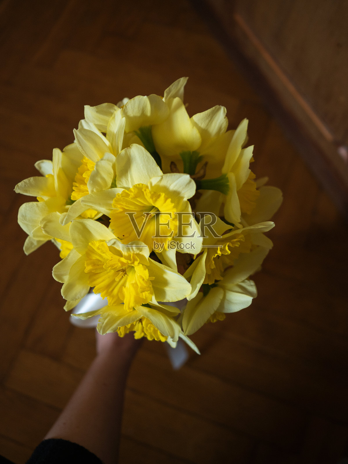 垂直直从上面近距离观看一只手拿着一束15水仙花，背景是深色的木制家庭内部——衣柜和拼花地板。照片摄影图片