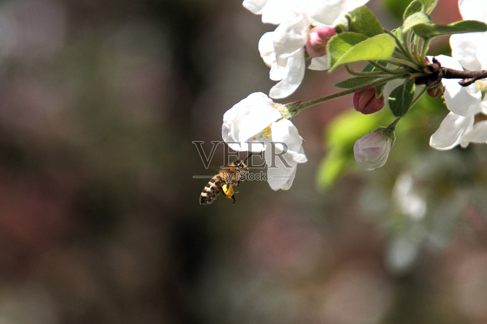 蜜蜂给白色的樱花授粉照片摄影图片