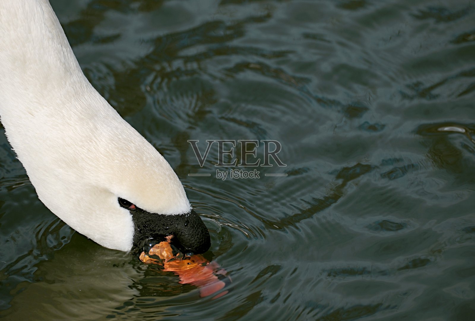 白天鹅把嘴伸进水里。恩典。放文字的地方。桌面墙纸照片摄影图片