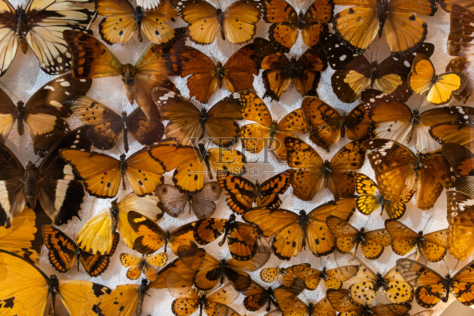 橙色的蝴蝶翅膀。图案适合无缝印刷。适用于背景和纺织品。照片摄影图片