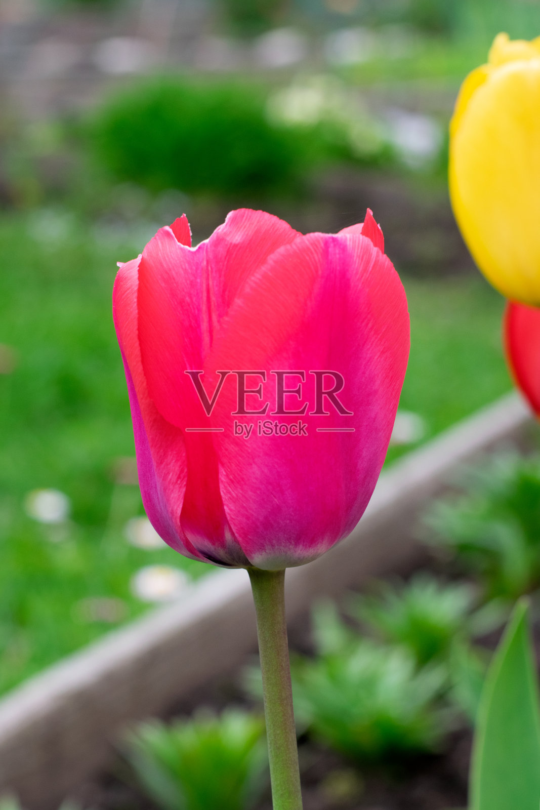 在花园里近距离看到的粉红色郁金香照片摄影图片