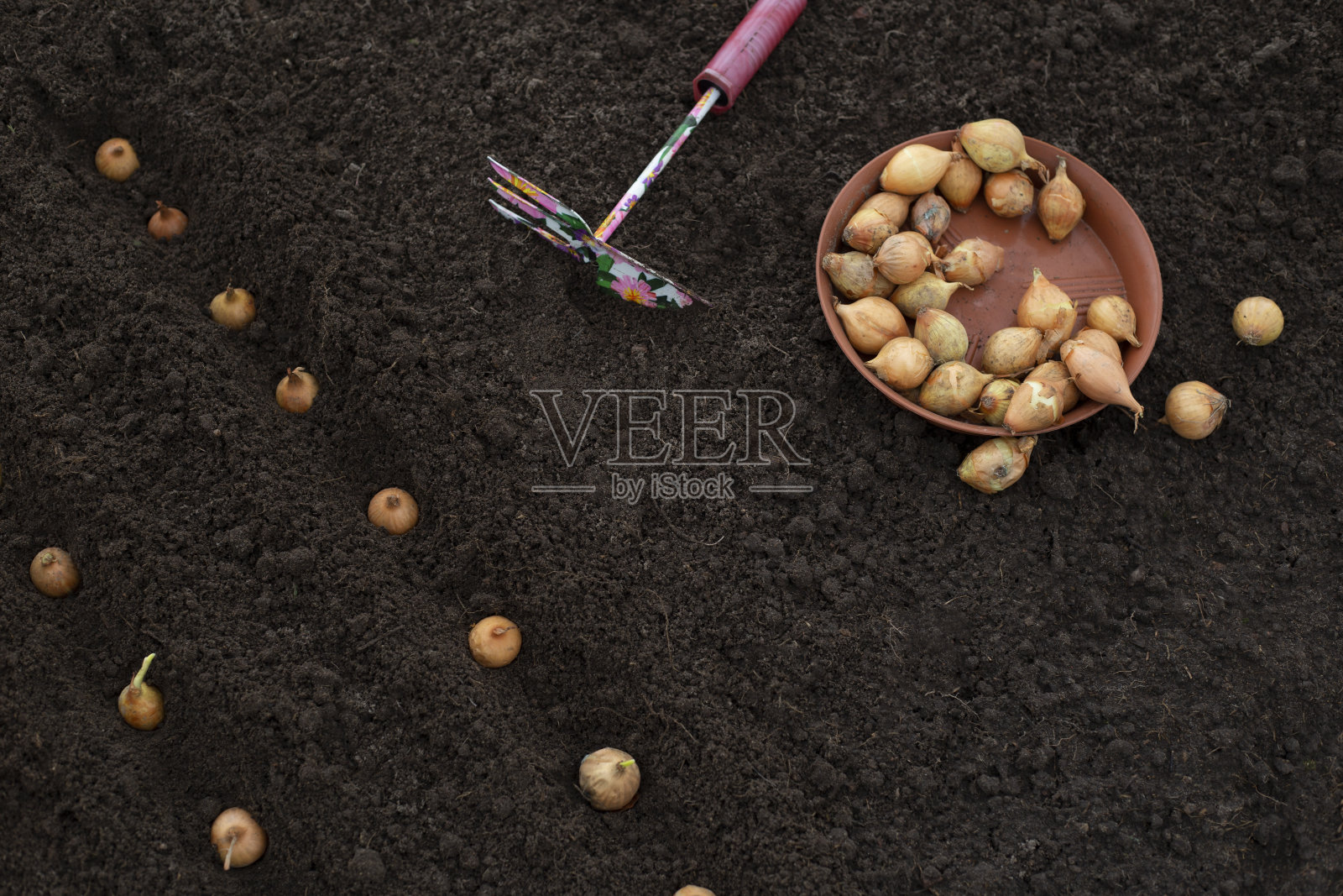 如何种植洋葱。在开阔的土地、土壤中播种洋葱种子的过程照片摄影图片