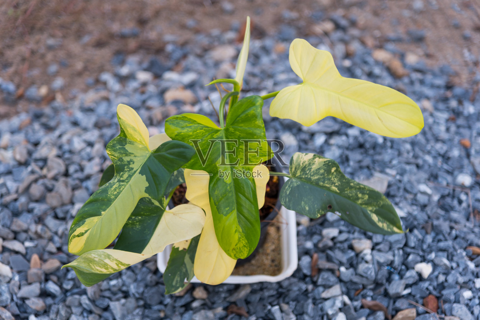 美丽的双叶莲在花盆里杂色照片摄影图片