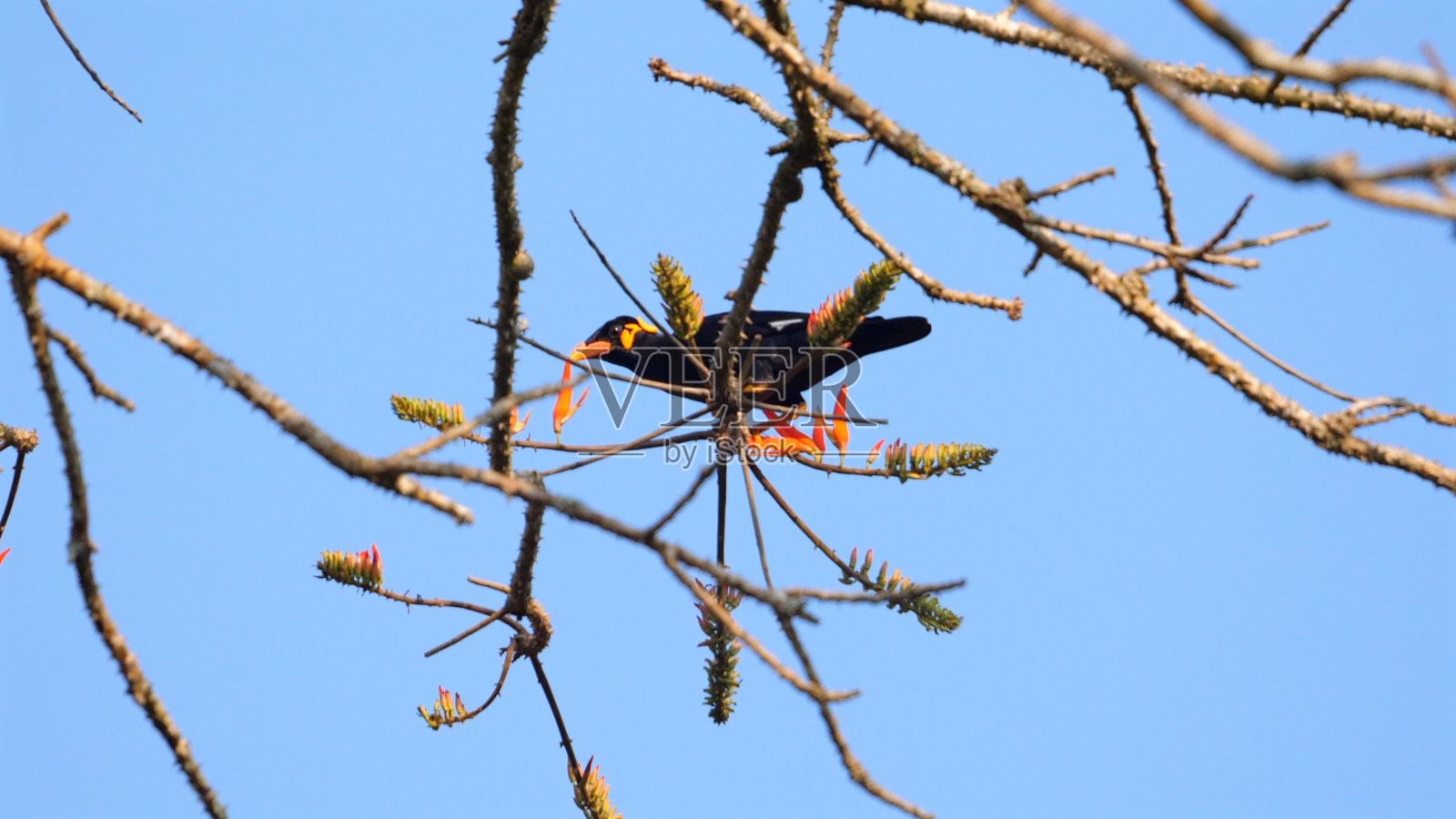 活泼的鸣禽栖息在萌芽的树枝上，衬着清澈的蓝天。照片摄影图片