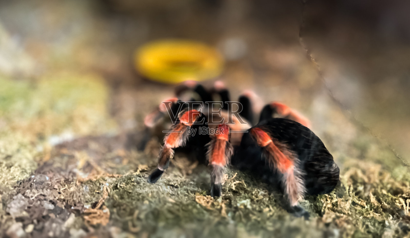 红狼蛛追赶猎物照片摄影图片