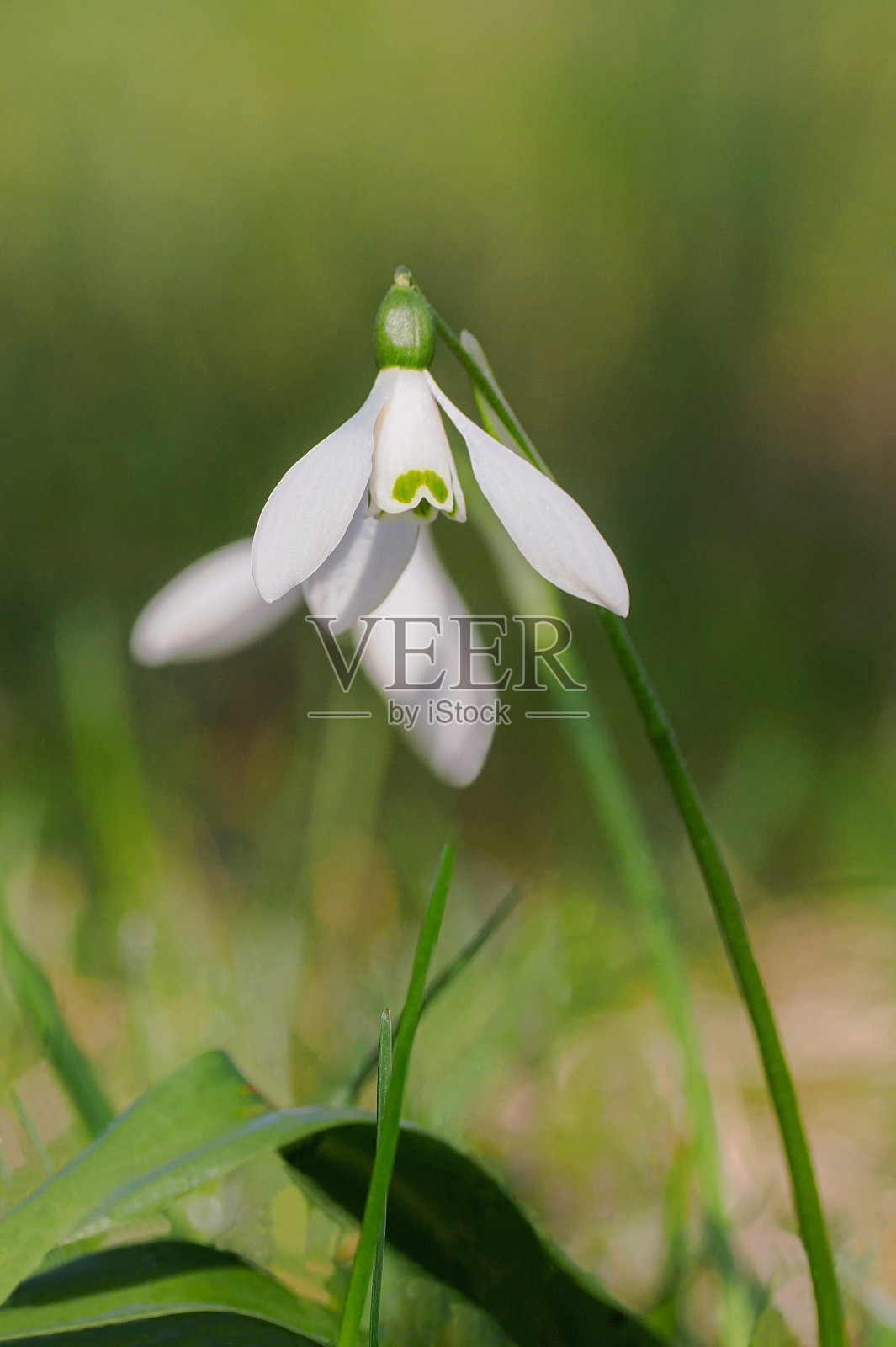 雪花莲，雪花莲，雪花莲属，雪花莲属的一种植物，属于雪花莲科，雪花莲属的典型植物。在野外，以南欧和中欧的森林而闻名照片摄影图片