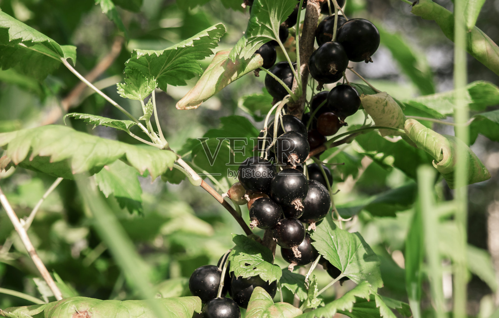 黑加仑浆果在树枝上，收获照片摄影图片