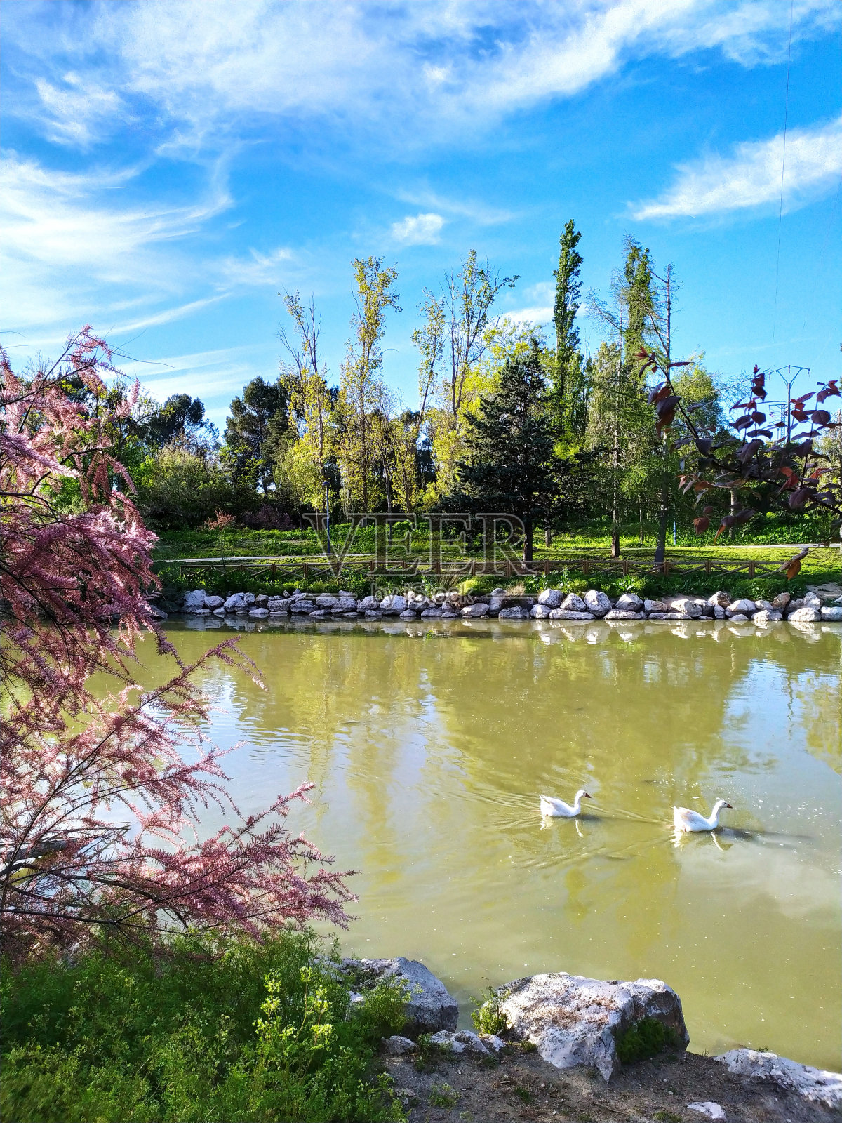 池塘的景色照片摄影图片