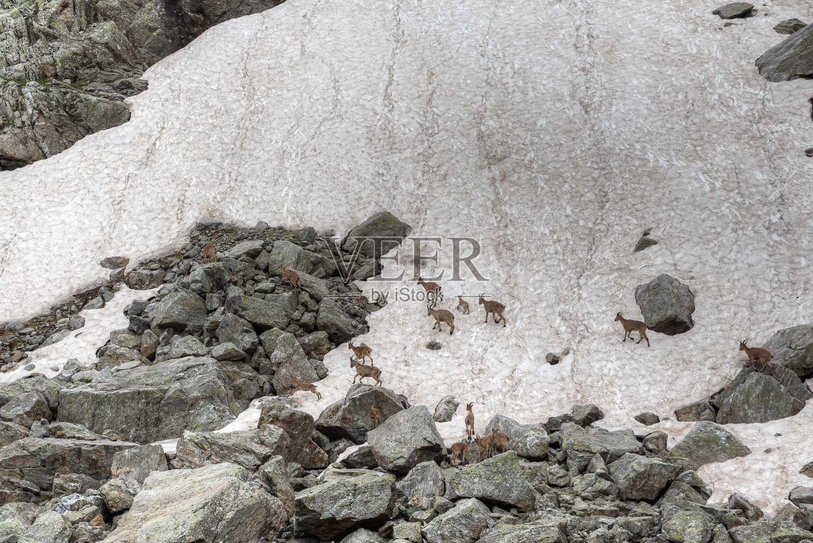 野山羊照片摄影图片