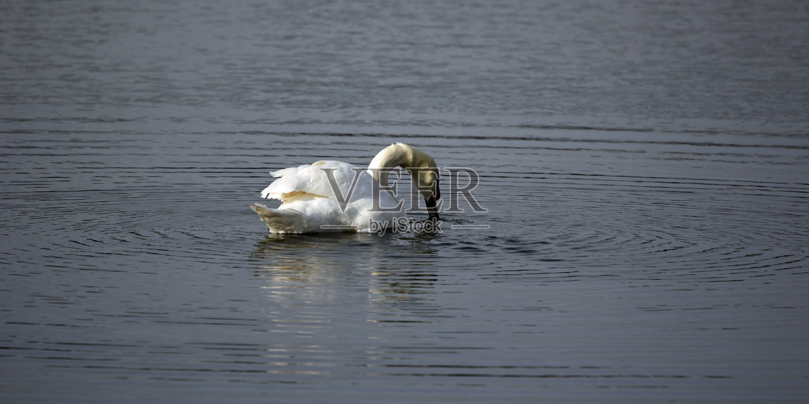 春天阳光下湖面上沉默的天鹅照片摄影图片