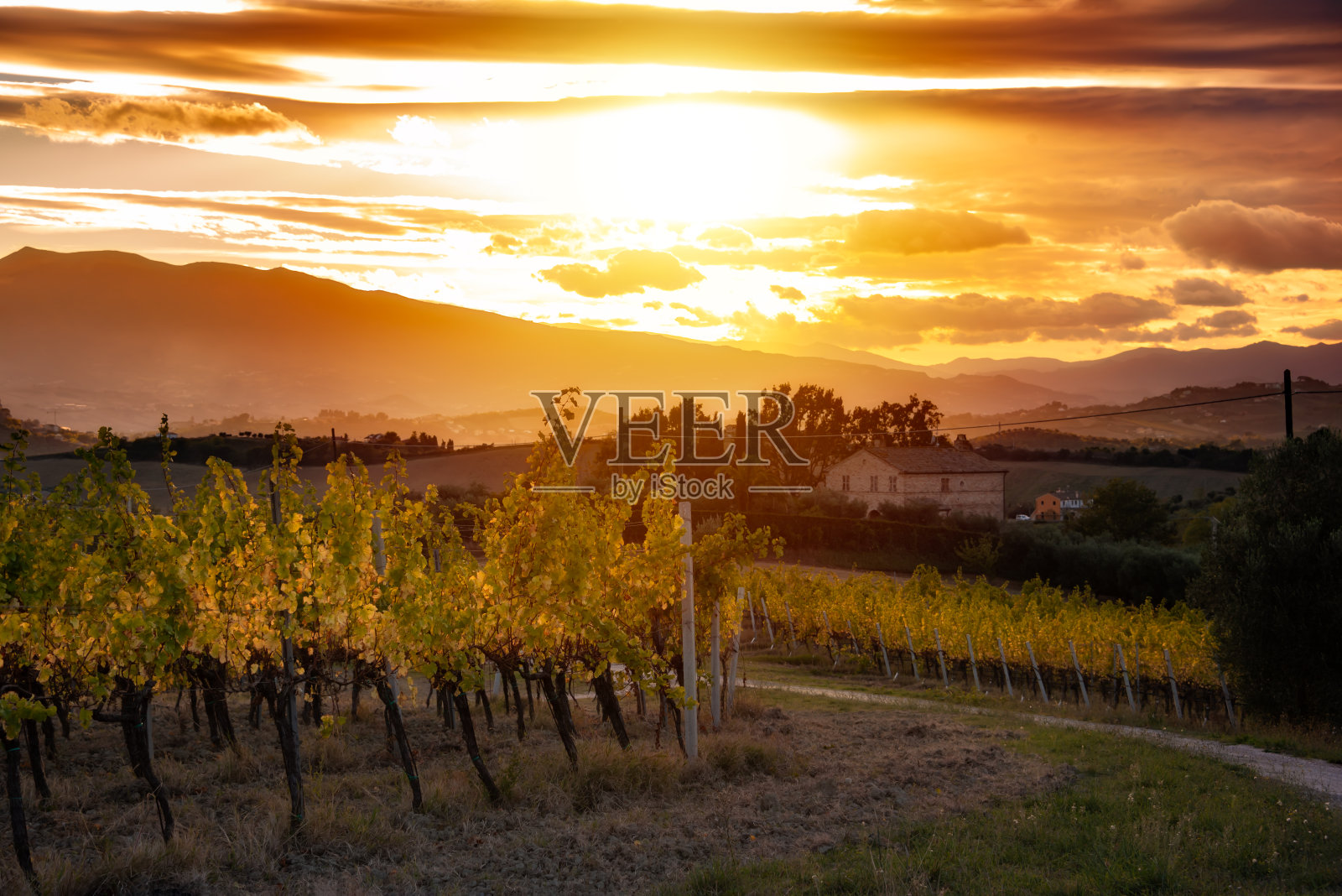 日落在乡村与葡萄园在秋天照片摄影图片