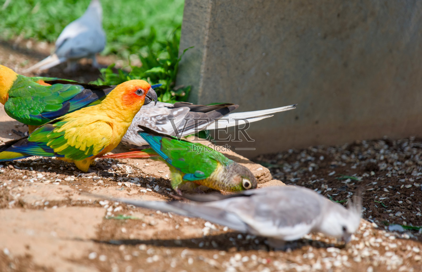 鹦鹉在地上享受一顿丰富多彩的大餐照片摄影图片