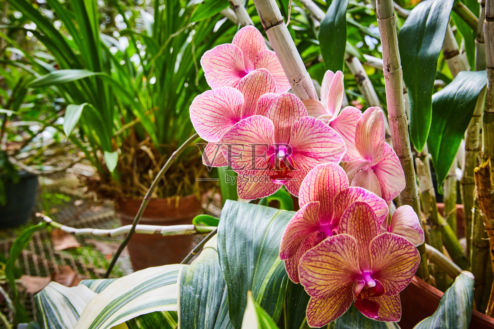 充满活力的粉红色兰花在温室花园照片摄影图片