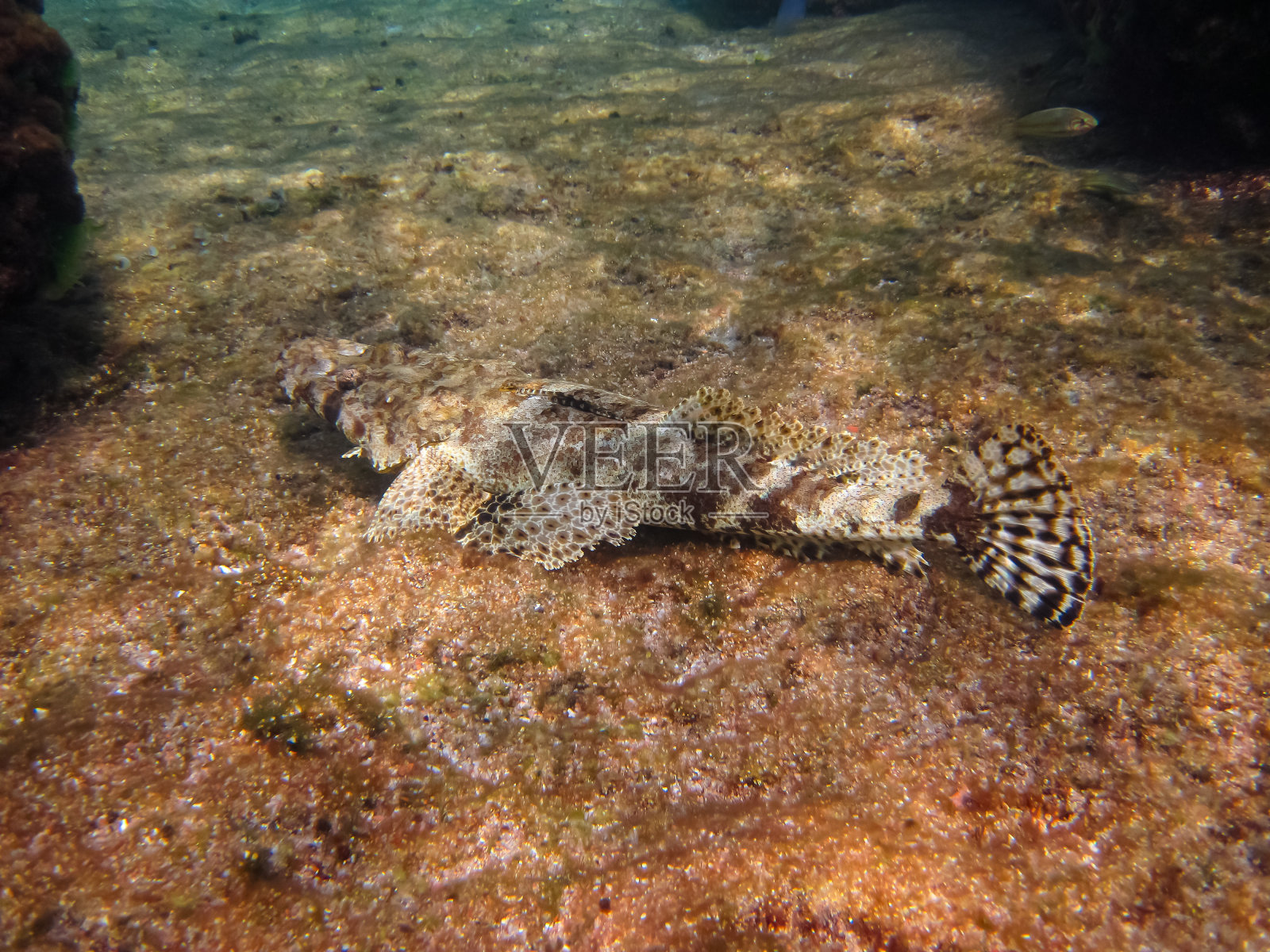 红海珊瑚礁的彩色生物照片摄影图片