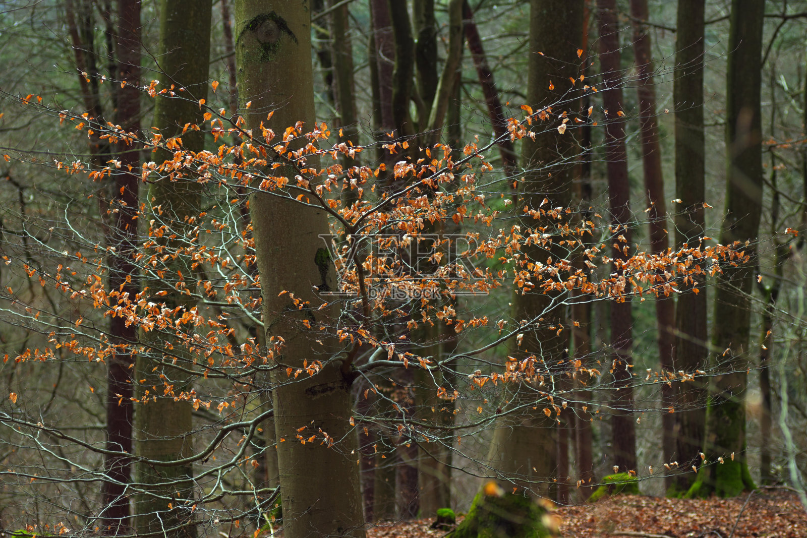 秋天的森林，长满苔藓的树木和倒下的树干。照片摄影图片