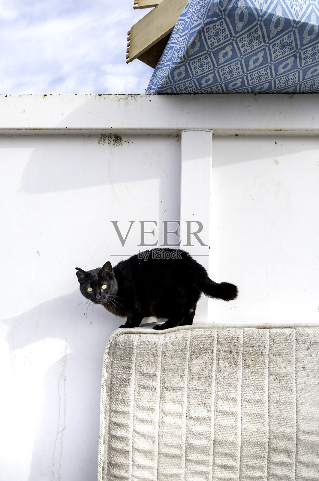 街上的流浪猫照片摄影图片