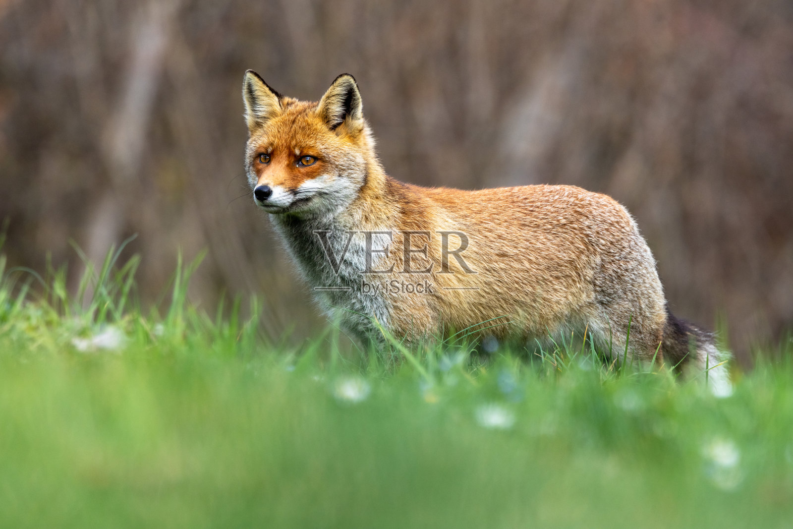 最好的自然……红狐狸照片摄影图片