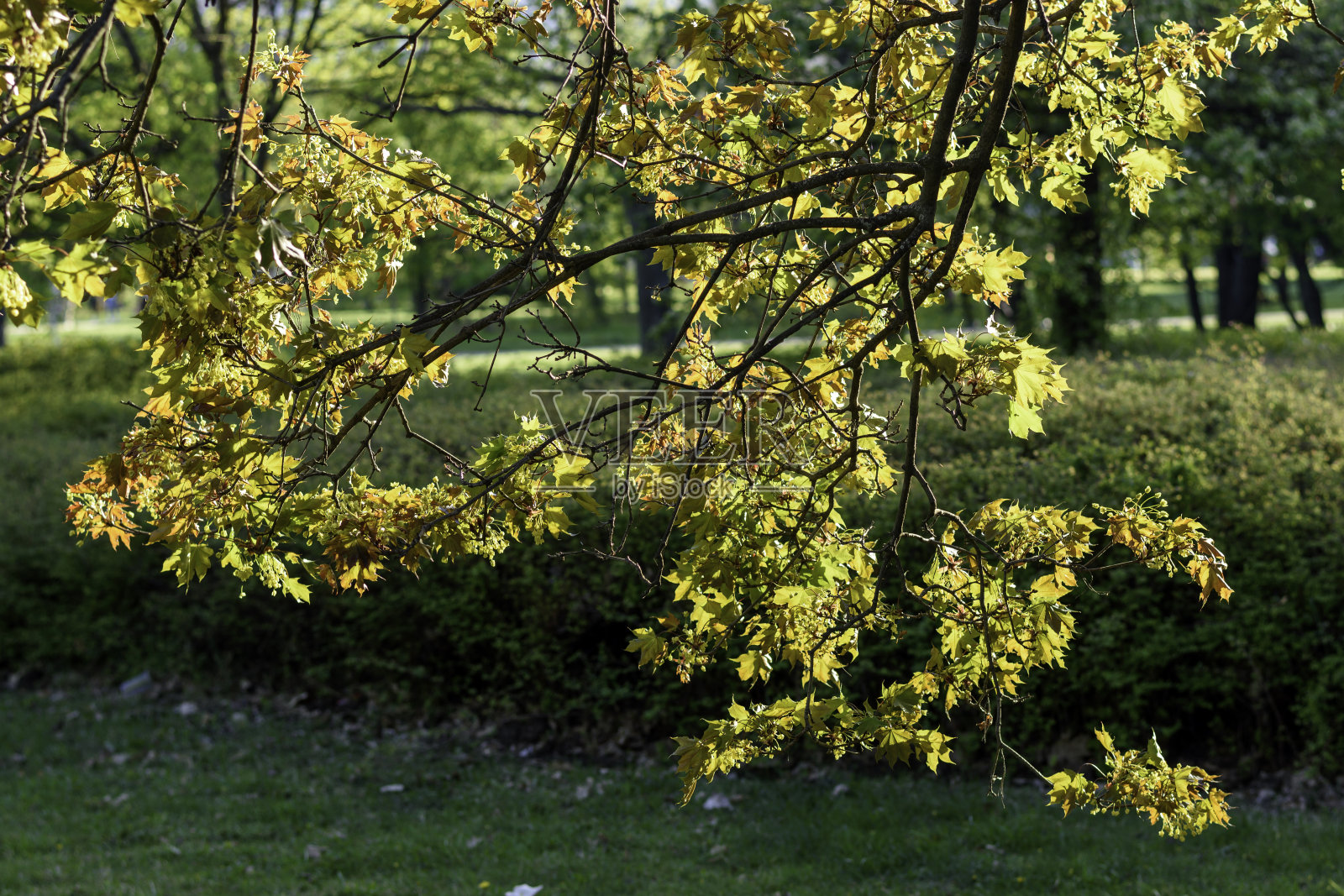 春天的树叶照片摄影图片