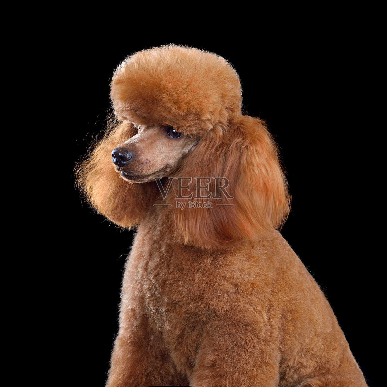 漂亮的杏色玩具贵宾犬照片摄影图片