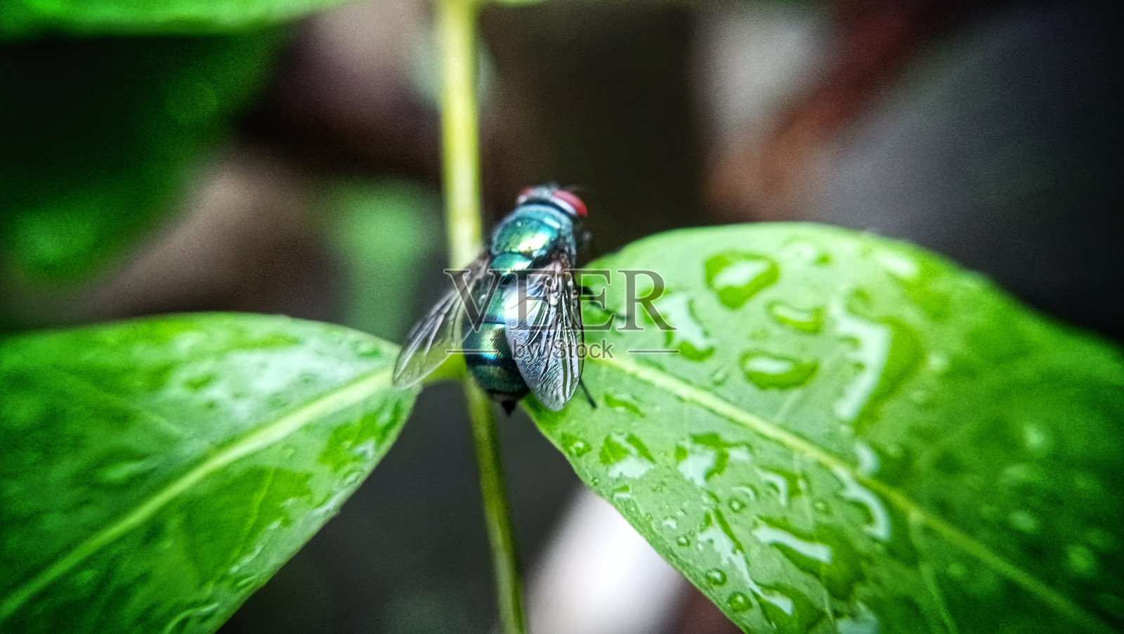飞在带露珠的叶子上照片摄影图片