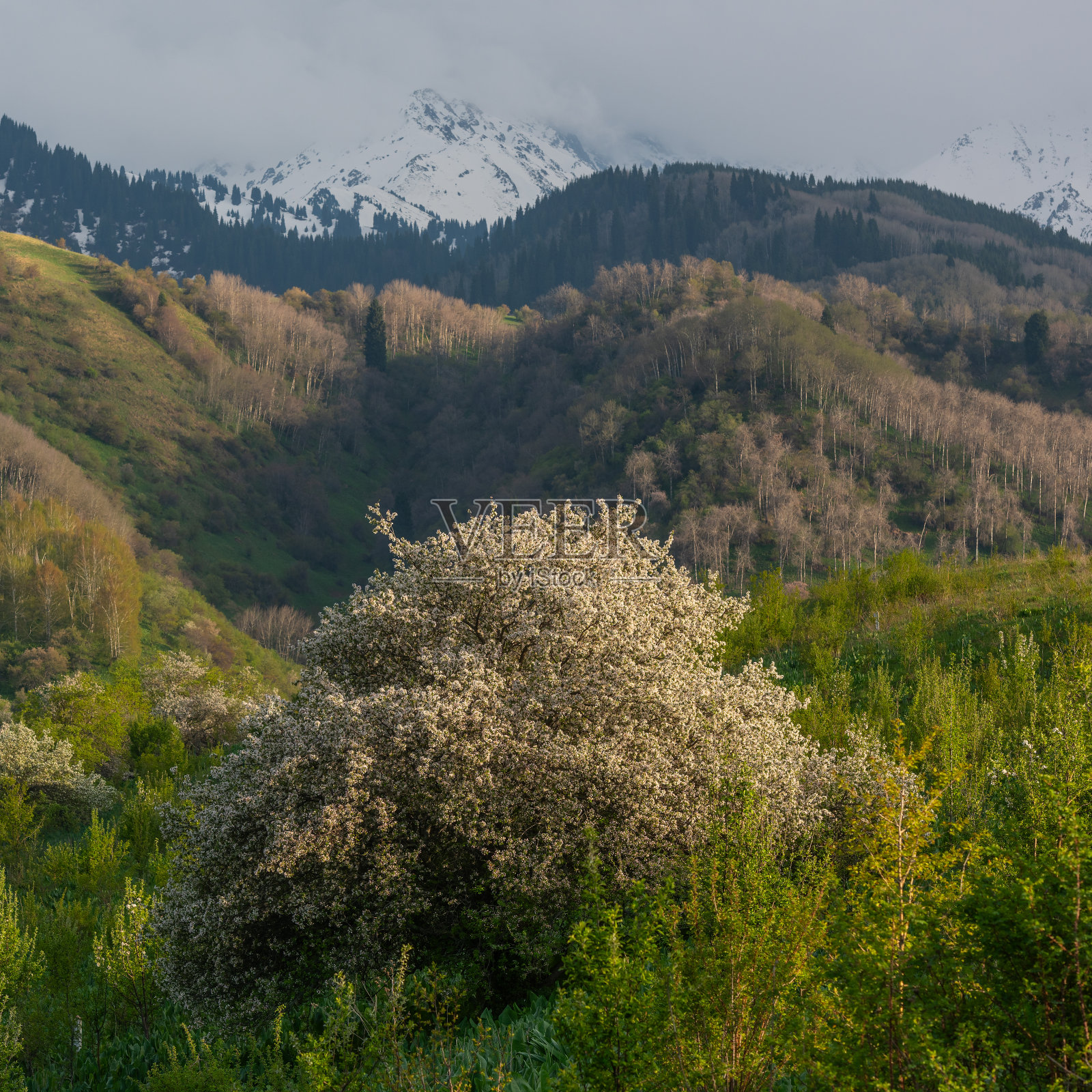 开花苹果树照片摄影图片