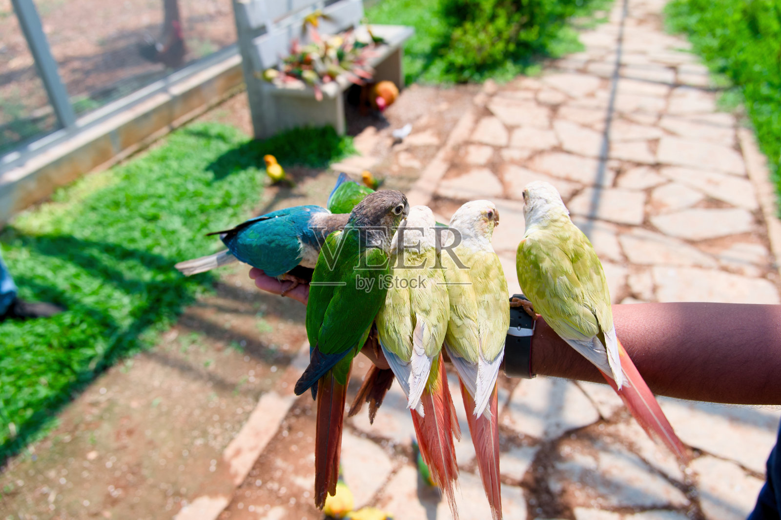 公园里五颜六色的鹦鹉栖息在男人的手上照片摄影图片