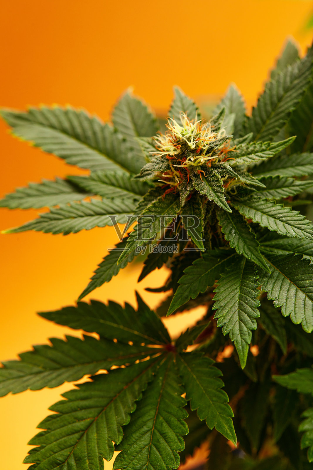 近距离观察即将收获的大麻植株的顶芽。橙色背景。自动红色现代菌株。照片摄影图片