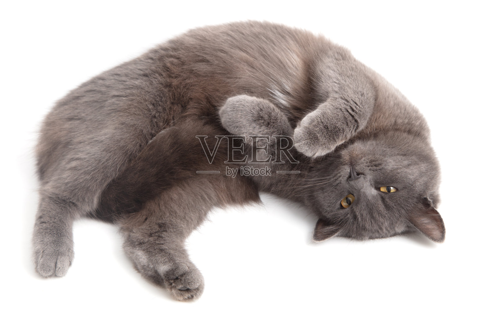 灰猫躺在白底上照片摄影图片