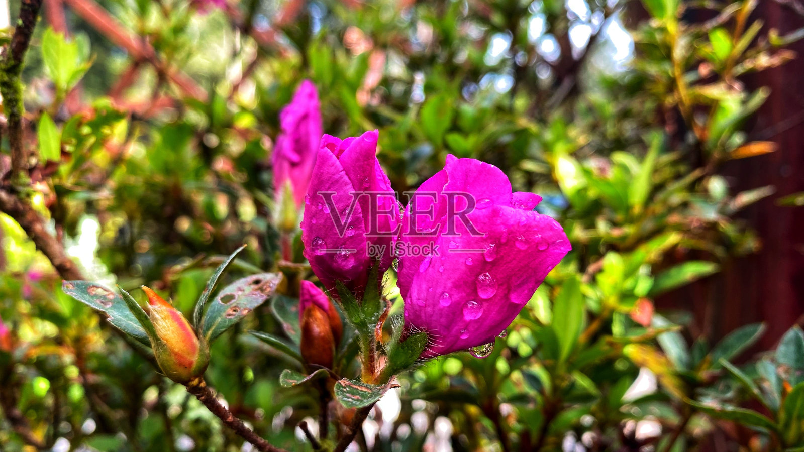 美丽的花卉植物盛开在萍色与水里面的花照片摄影图片