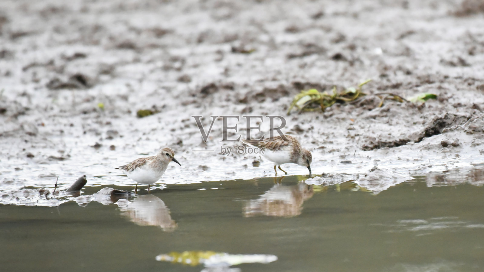 哥斯达黎加的鸟类:最小的矶鹬(Calidris minutilla)照片摄影图片