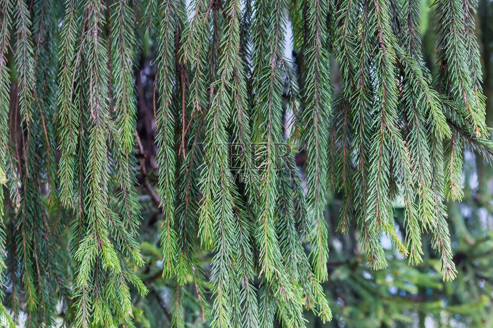 阴天里，老云杉的树枝垂下来照片摄影图片