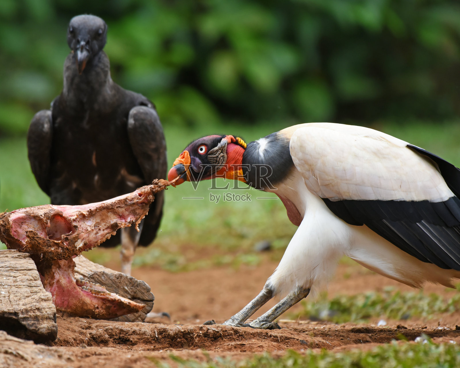 哥斯达黎加的鸟类:秃鹫王(学名Sarcoramphus papa)照片摄影图片