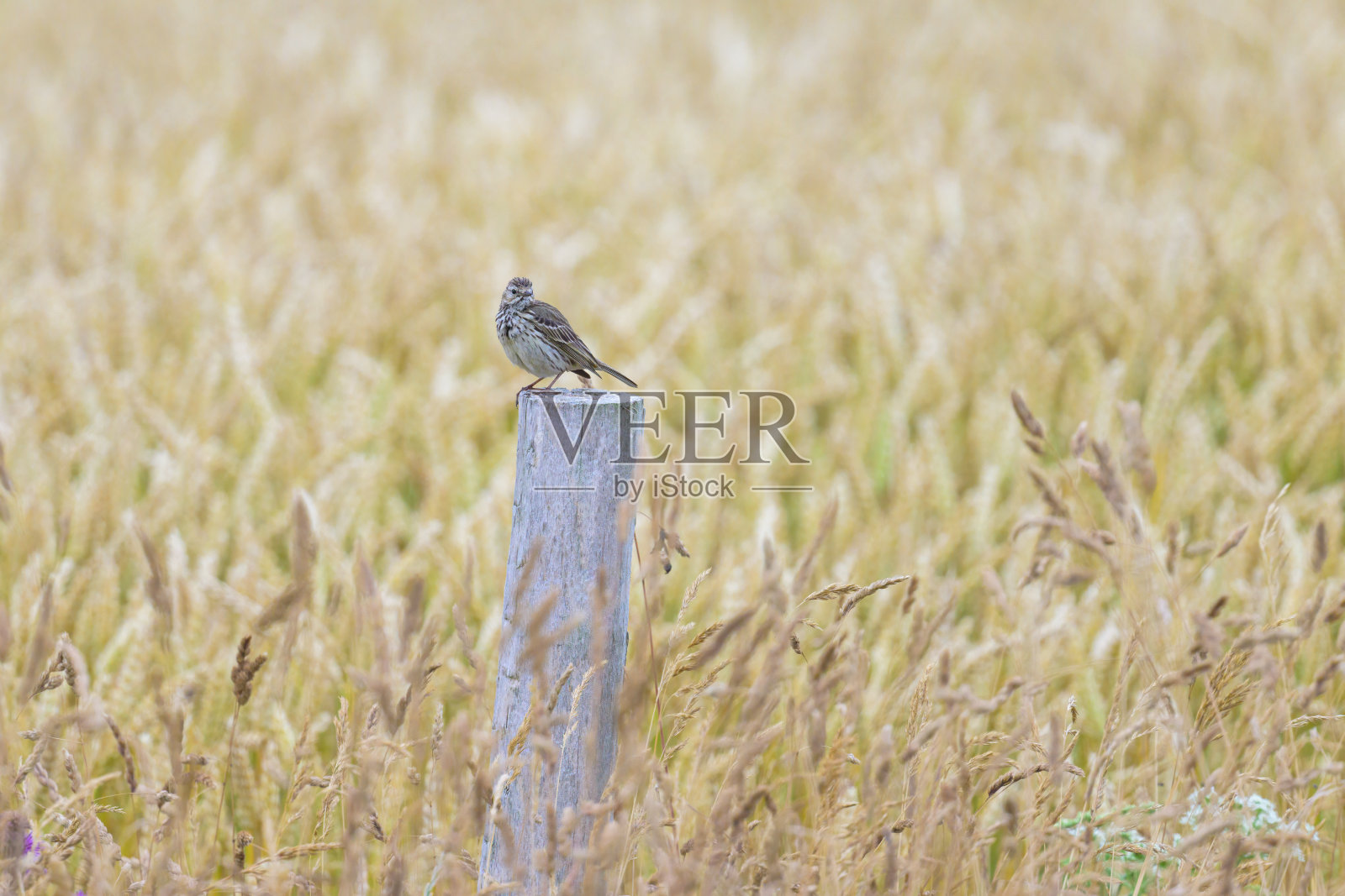 一块木头上坐着一个草甸皮皮照片摄影图片