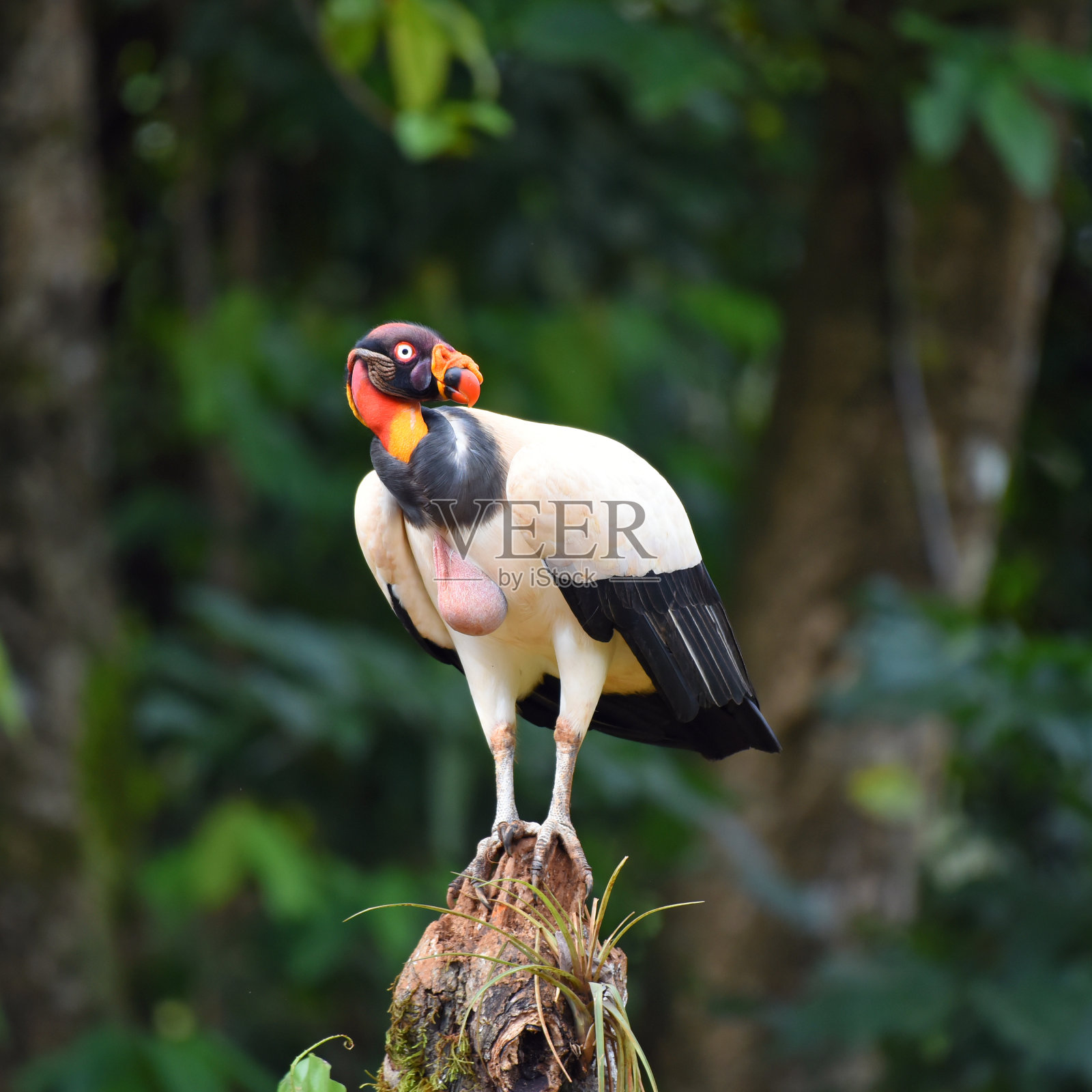 哥斯达黎加的鸟类:秃鹫王(学名Sarcoramphus papa)照片摄影图片