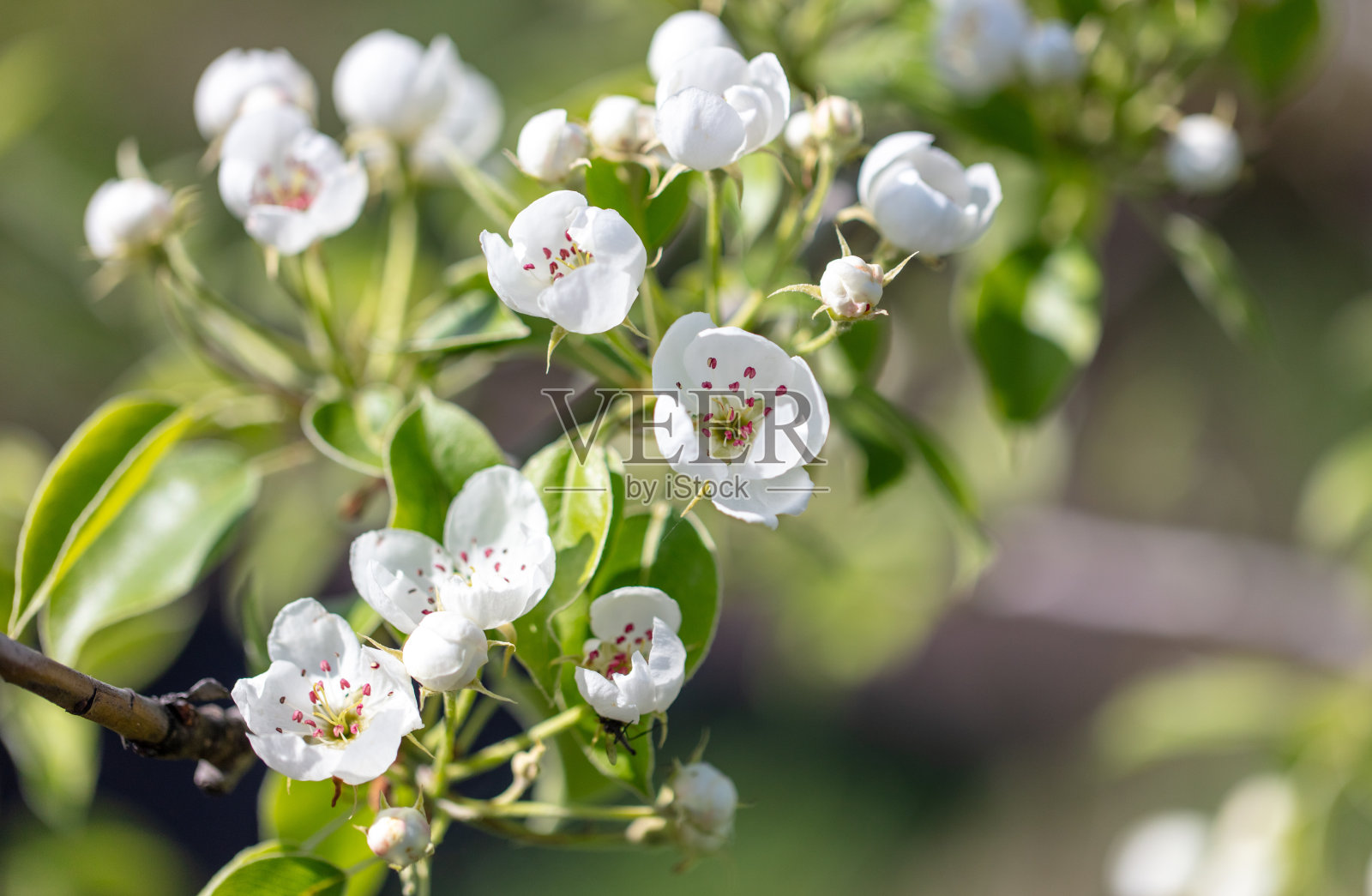 春天里梨树上的花。特写镜头照片摄影图片