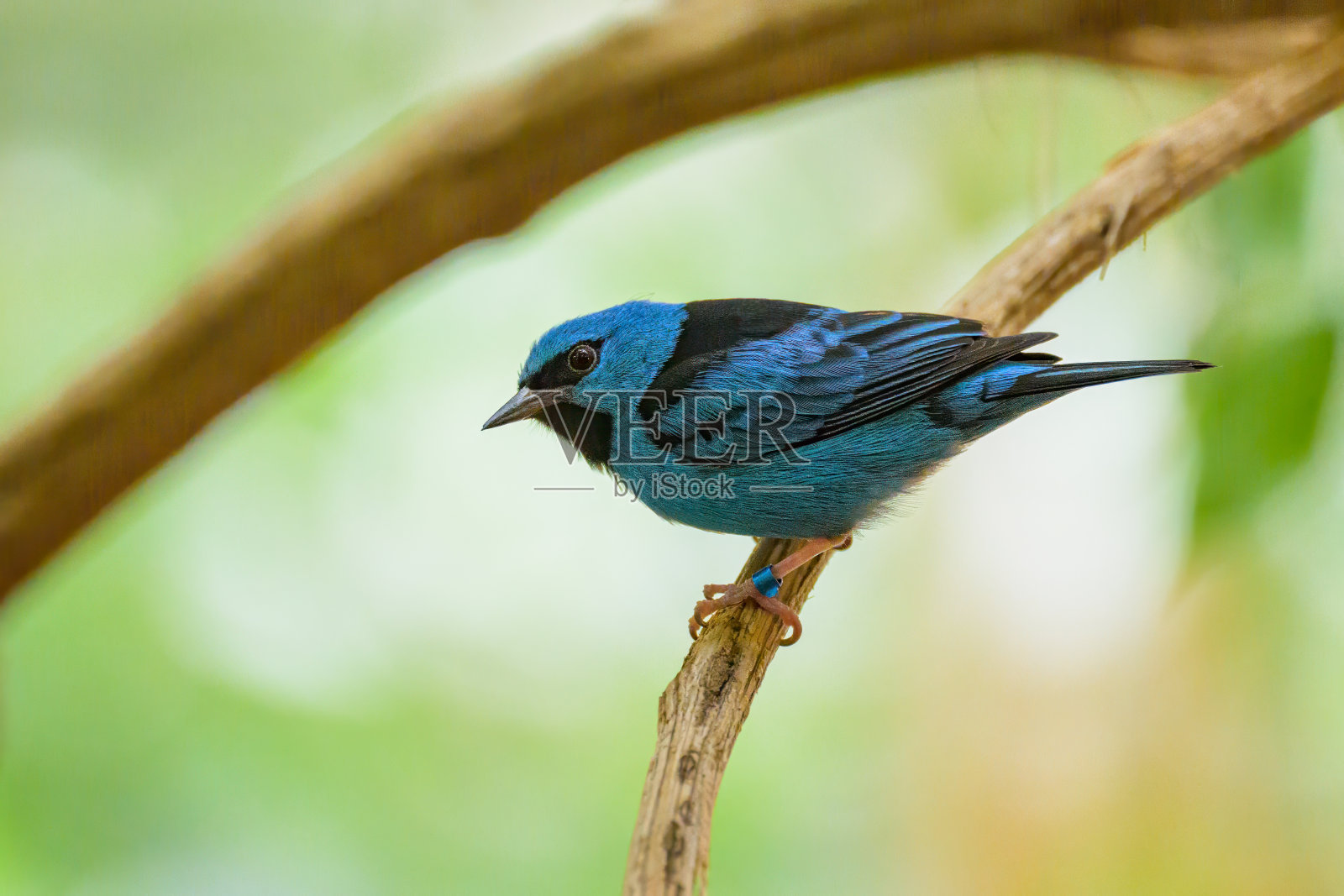 一只蓝色丹尼斯坐在树枝上照片摄影图片