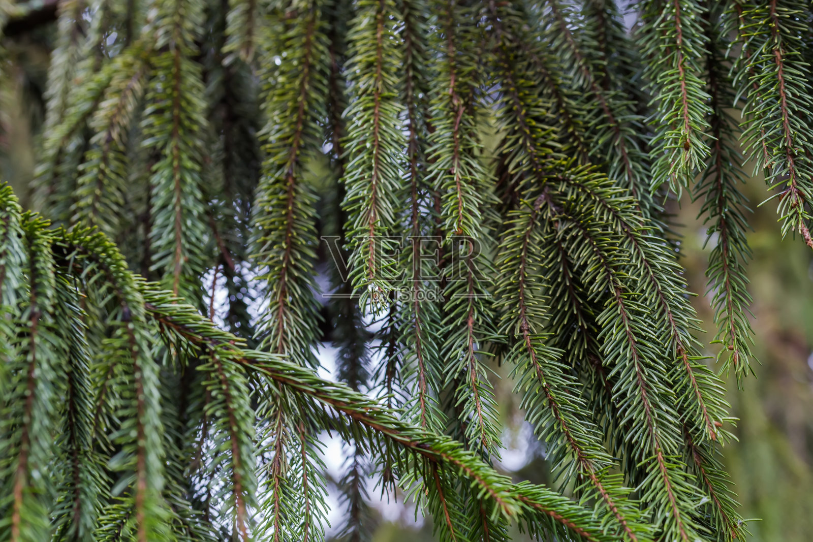 阴天里，老云杉的树枝垂下来照片摄影图片