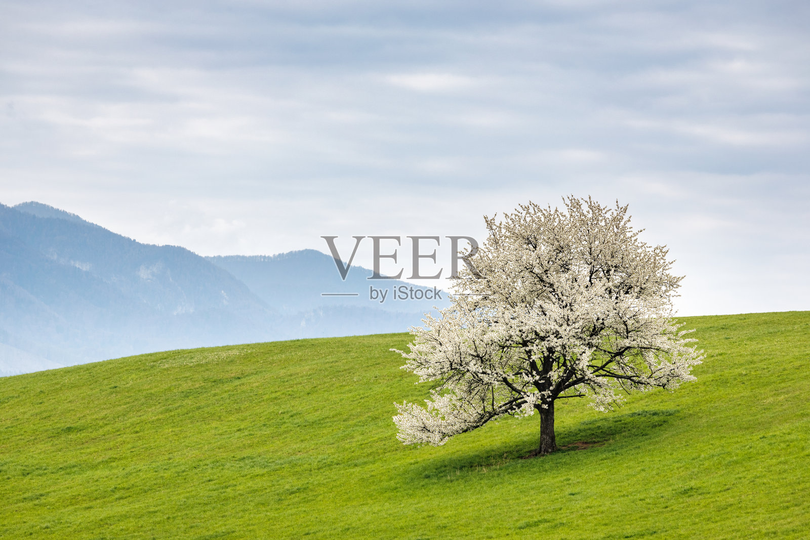 美丽的春景，花树和山。照片摄影图片