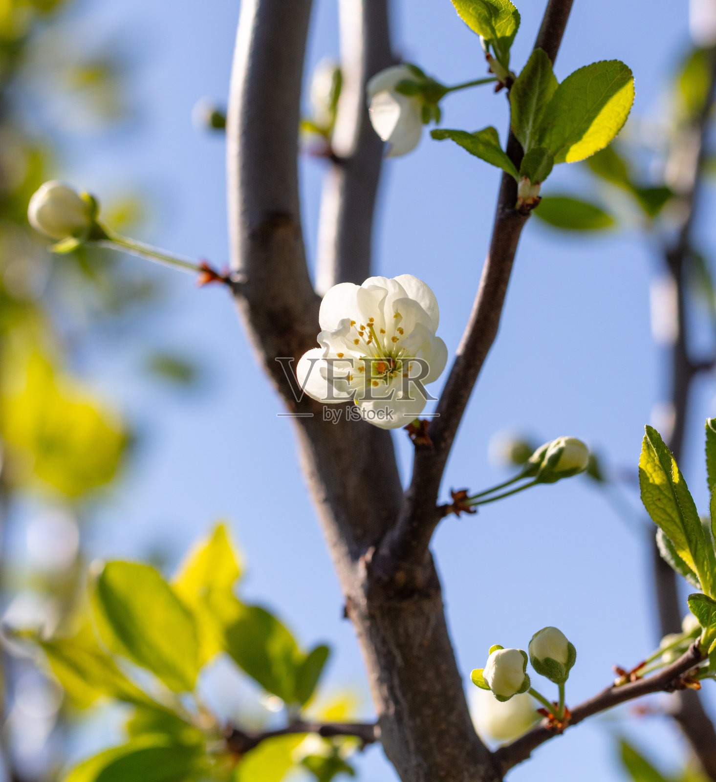 春天里，梅树上的花朵映衬着蓝天。特写镜头照片摄影图片