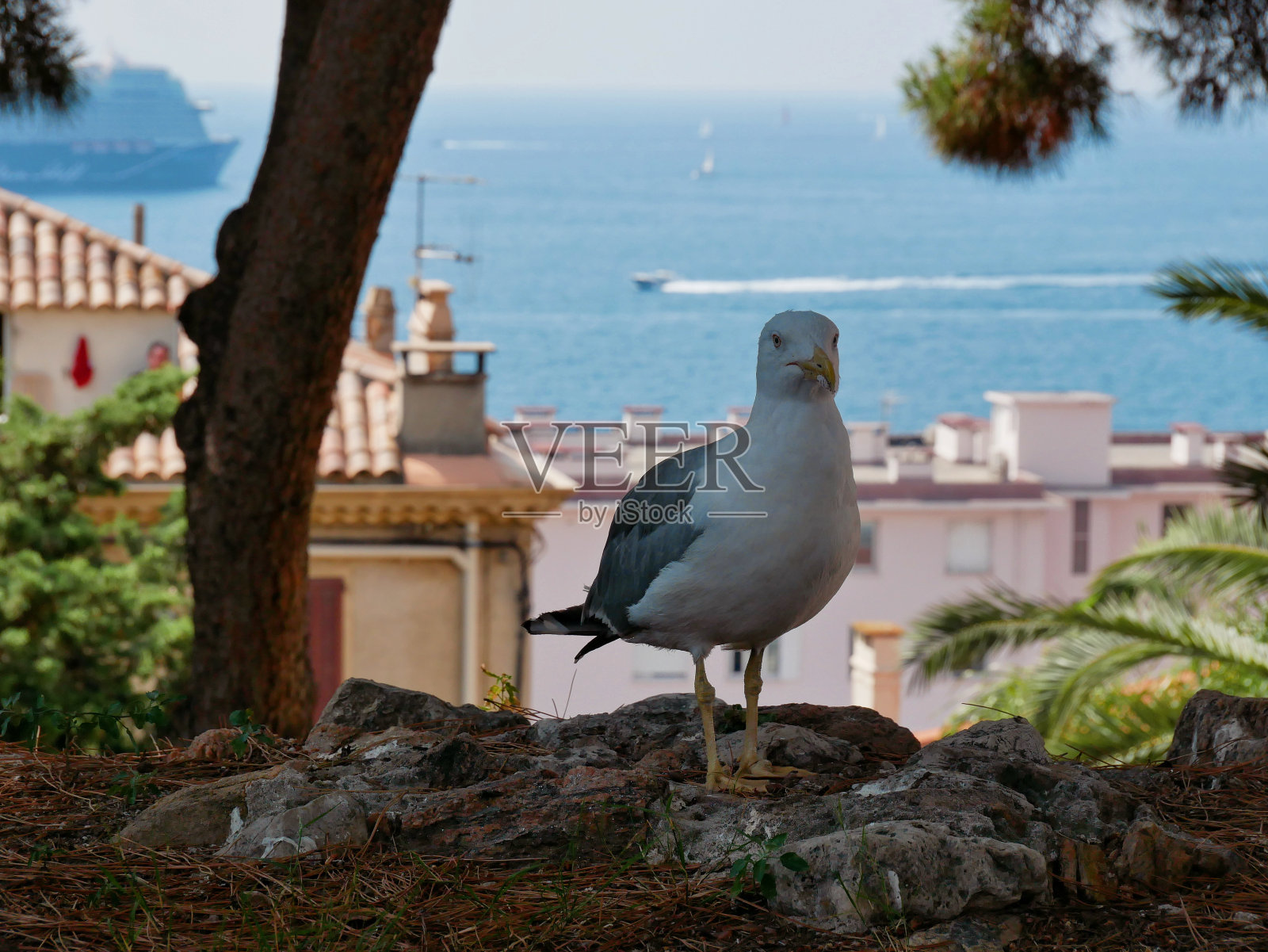 在戛纳老城的大海背景下，海鸥栖息在树荫下照片摄影图片
