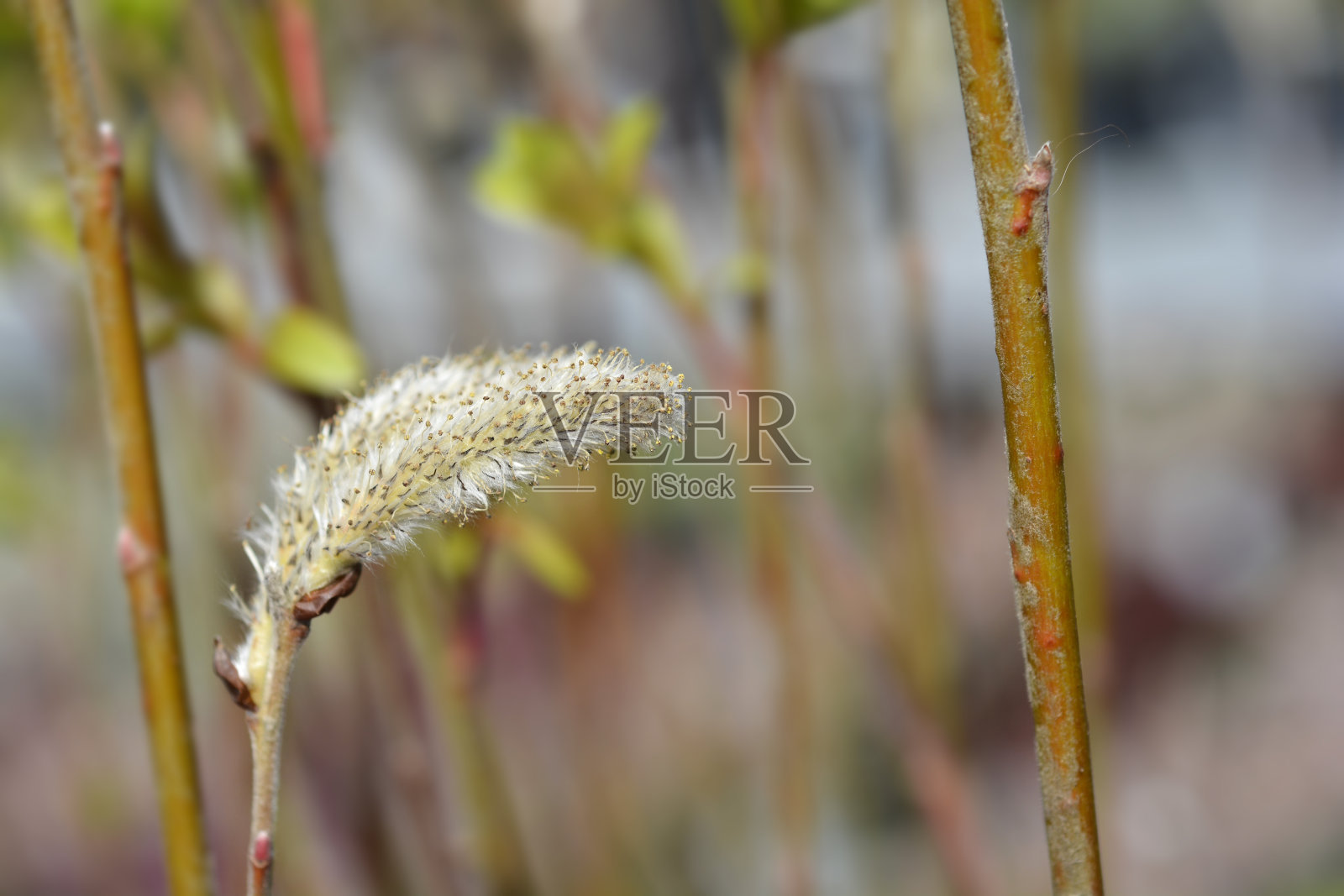 日本粉柳麻山照片摄影图片