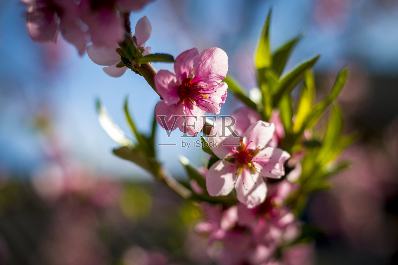 春暖花开，油桃艳阳天照片摄影图片