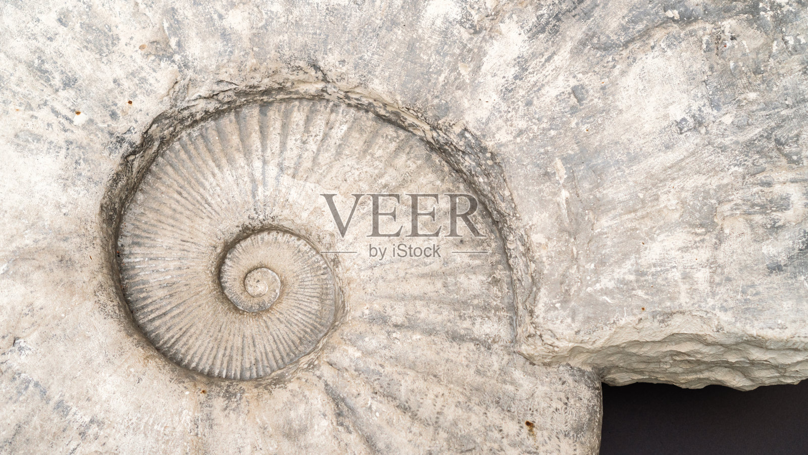 菊石背景俯视图。化石螺旋软体动物特写。抽象背景与古代史前鹦鹉螺化石。一个巨大的史前菊石标本作为考古背景。照片摄影图片