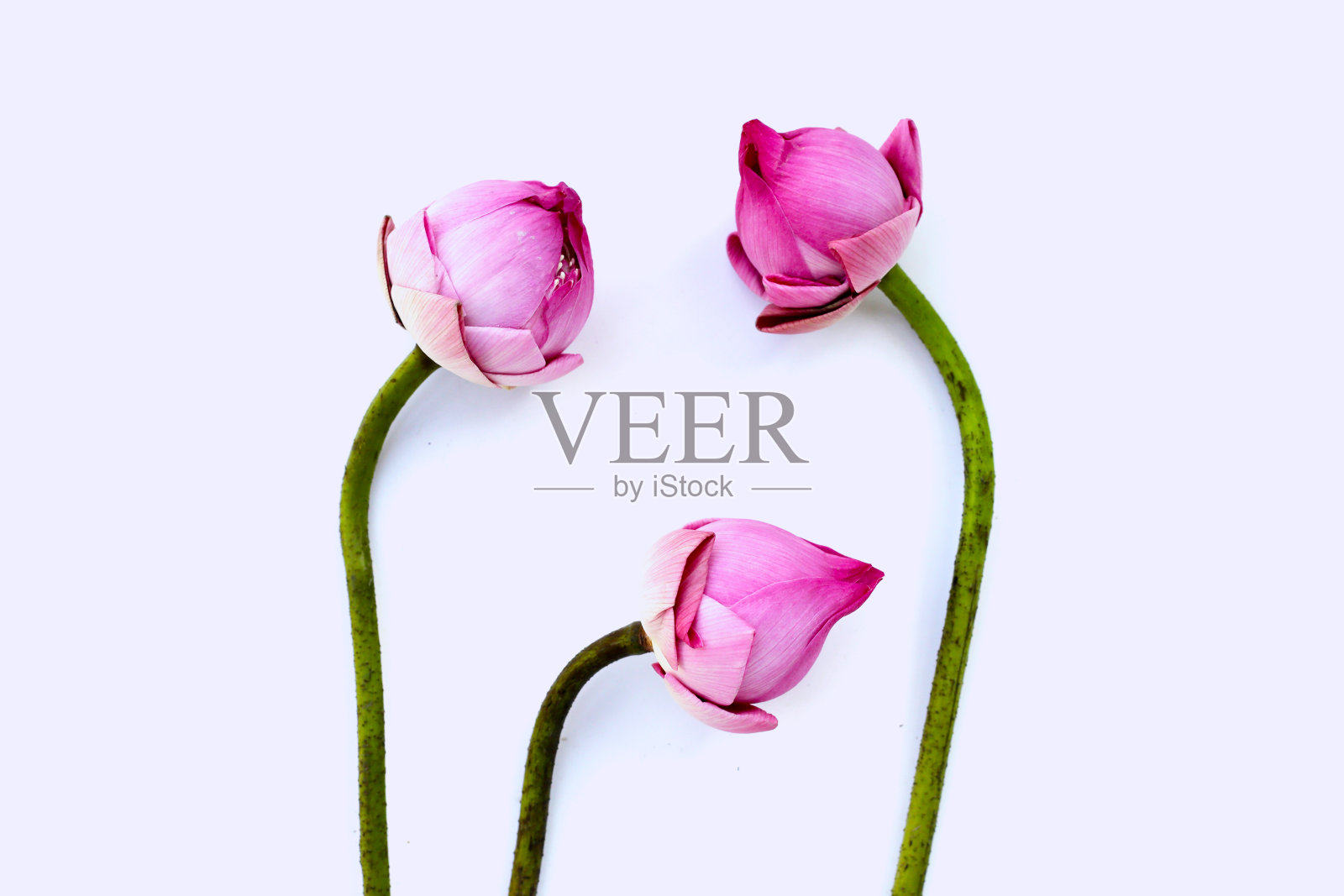 粉红色的莲花，用来拜佛照片摄影图片