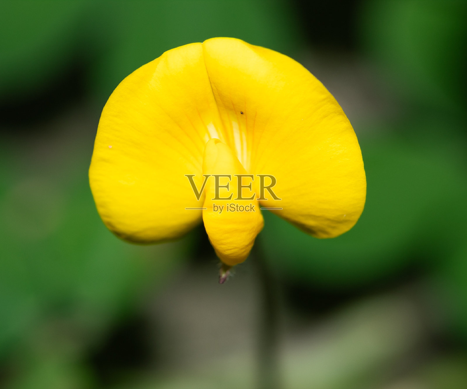 黄色的花照片摄影图片