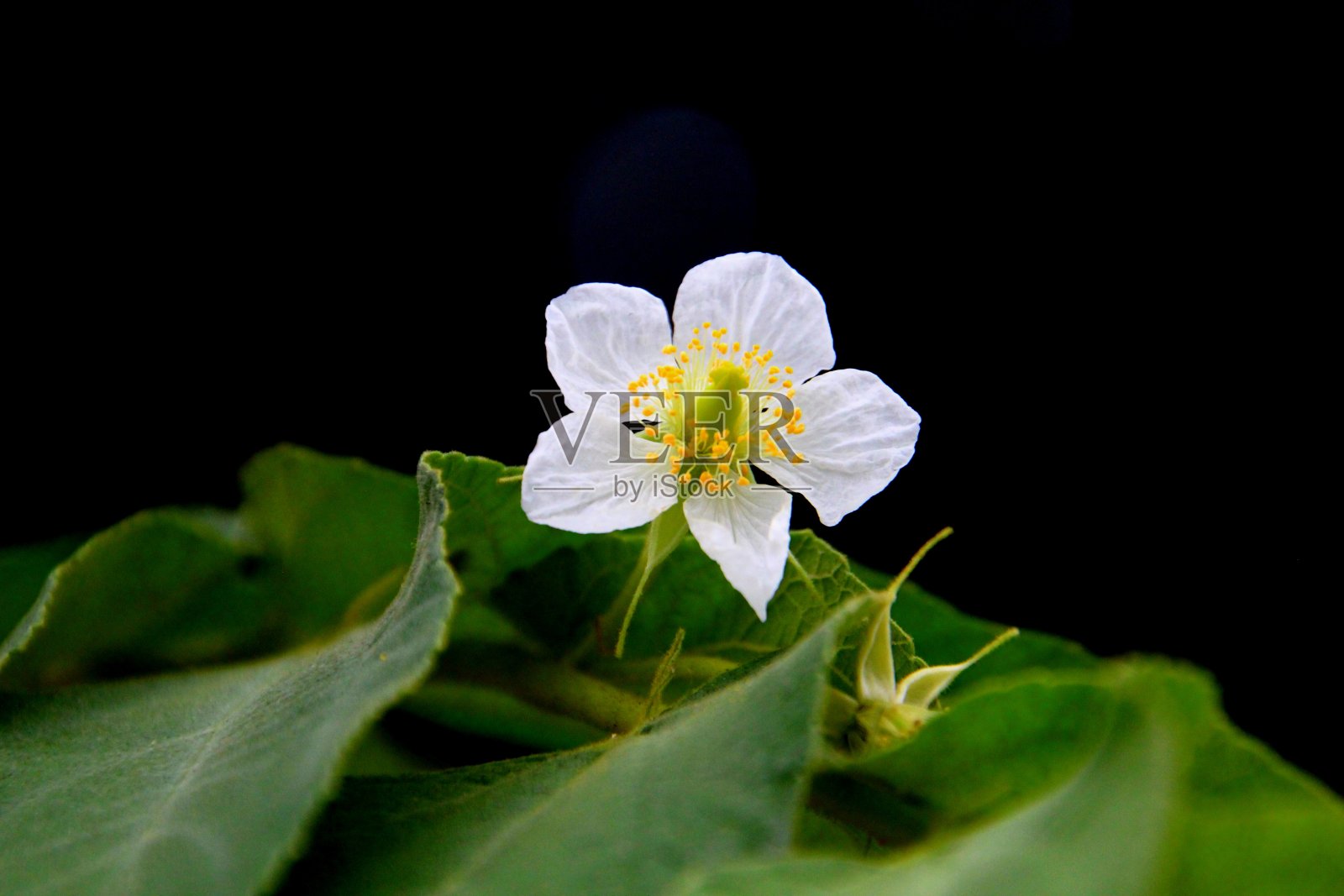 葫芦植物-葫芦属植物照片摄影图片