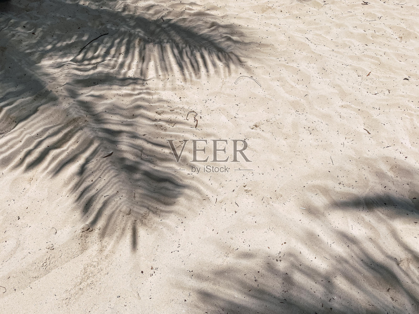 墨西哥卡门海滩沙滩上棕榈树的影子照片摄影图片