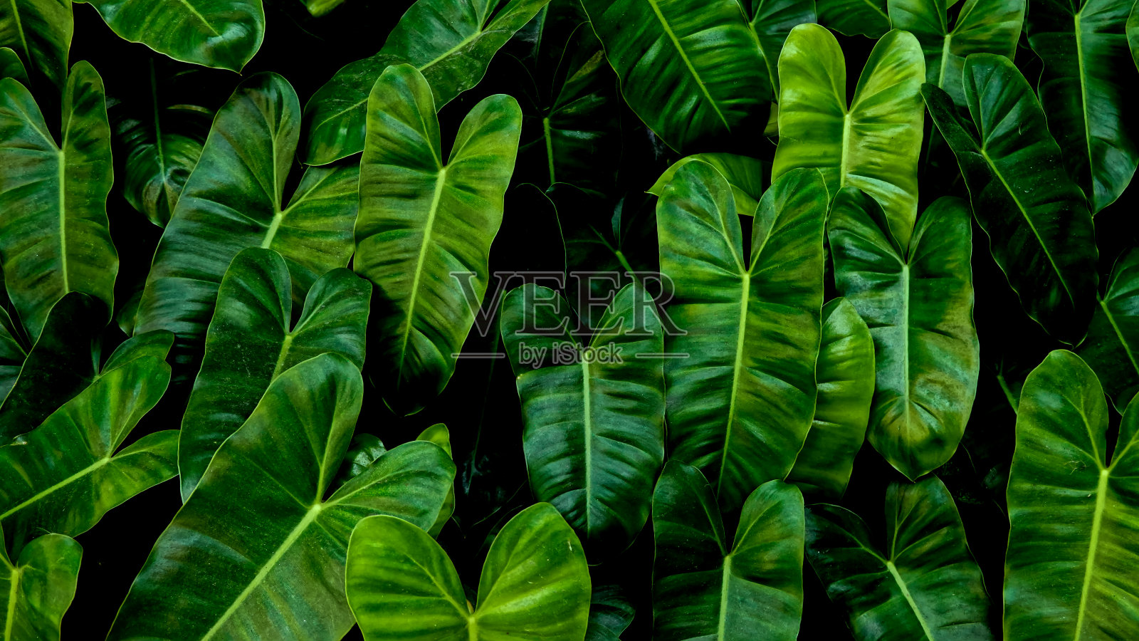 绿色的叶子花园里的蒲公英作为背景照片摄影图片