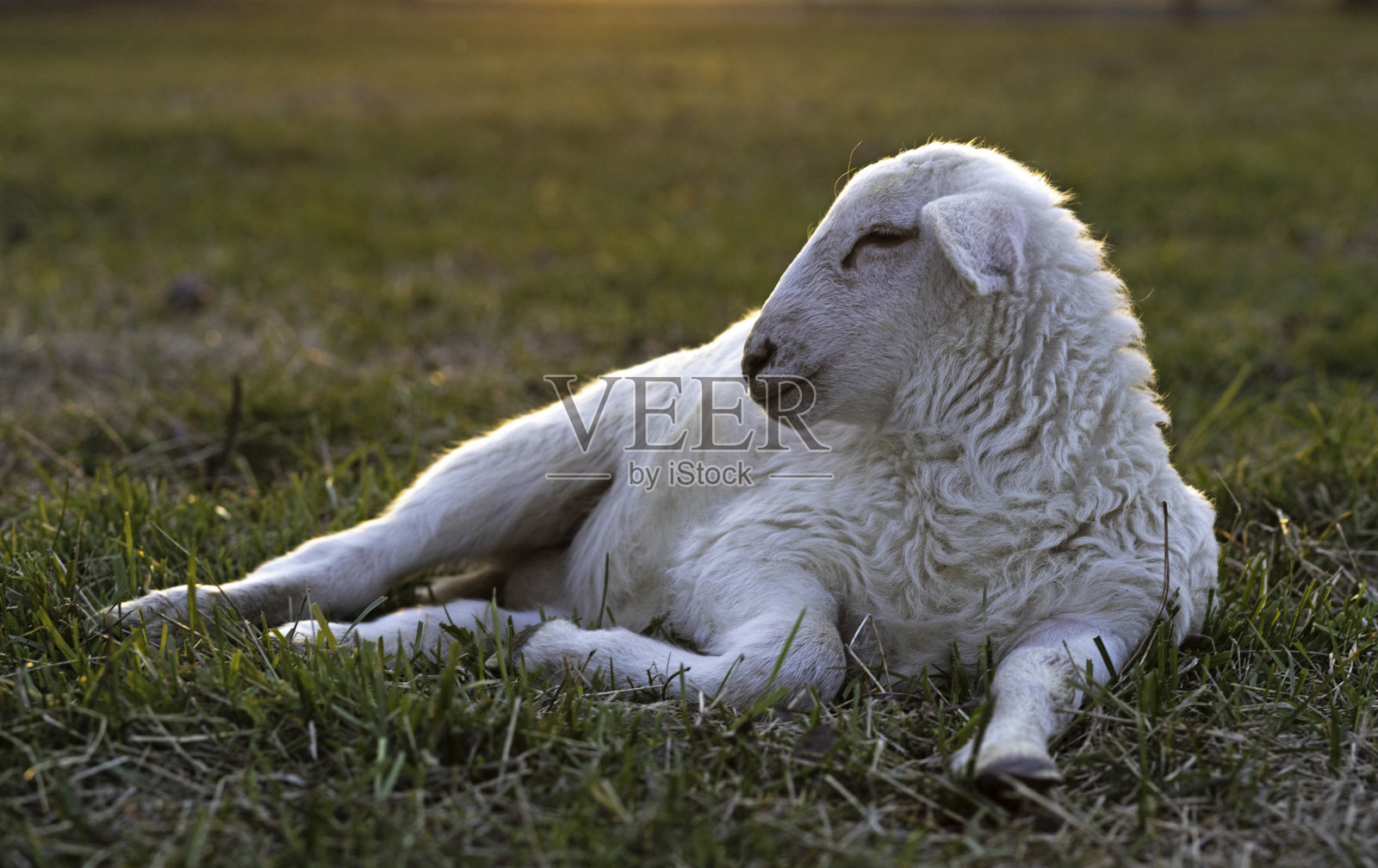 太阳落在地平线上一只白色的小羊后面照片摄影图片